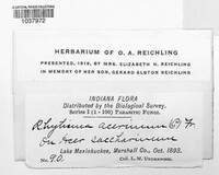 Rhytisma acerinum image